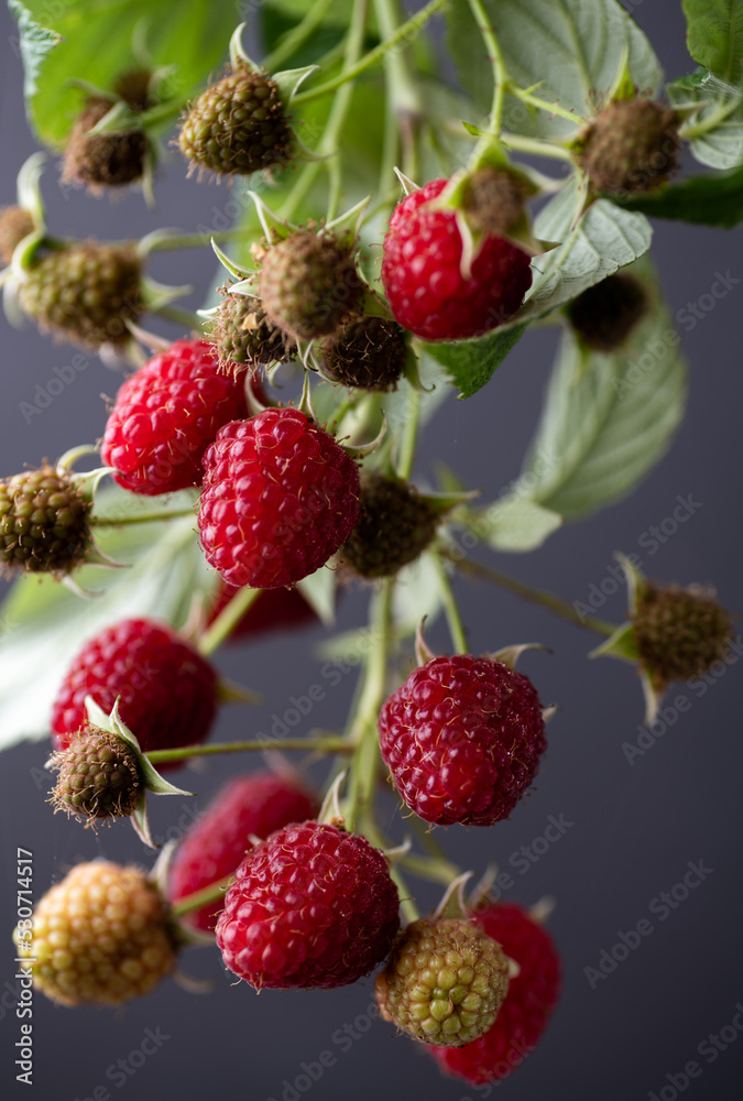 Fresh Organic Raspberries on Branch Fresh Organic Raspberries on Branch