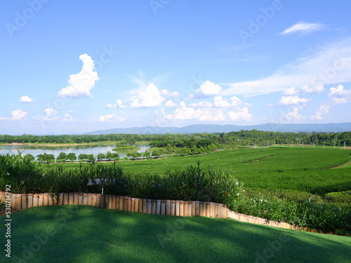landscape with green tea plantation