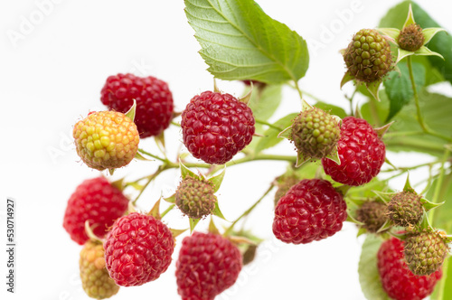 Fresh Organic Raspberries on Branch 