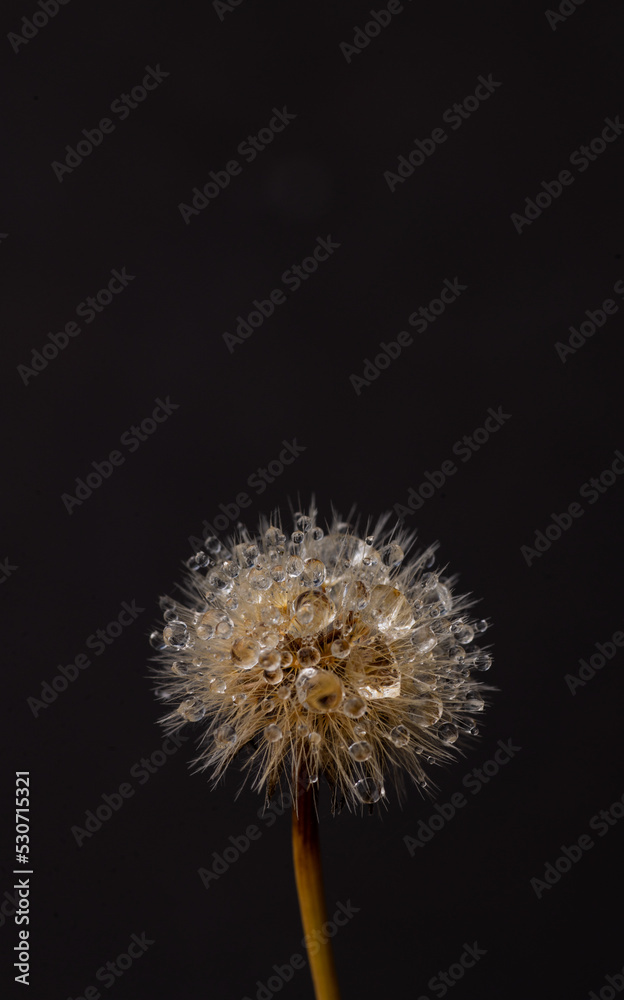 Close up of Dandelion with Water Drops Close up of Dandelion with Water Drops