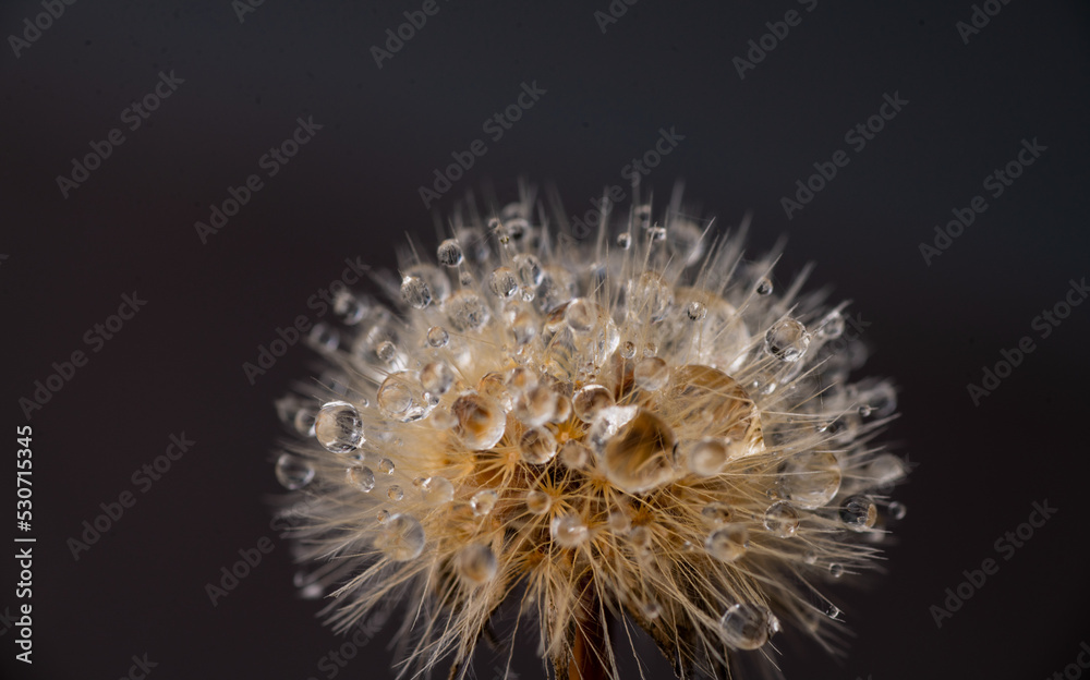 Close up of Dandelion with Water Drops Close up of Dandelion with Water Drops