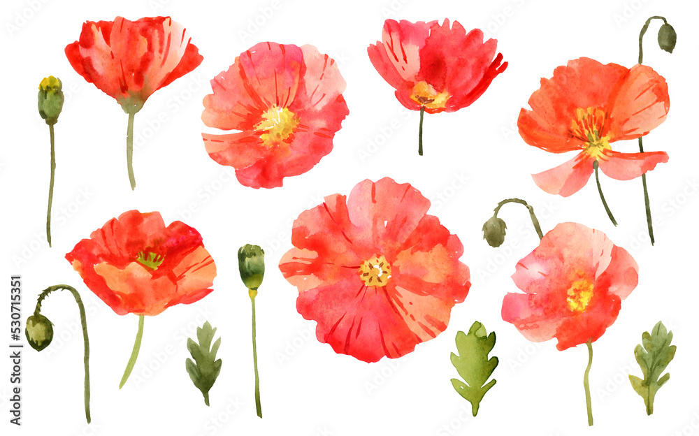Obraz premium Watercolor poppies. Hand drawn botanical illustration. Isolated on white background