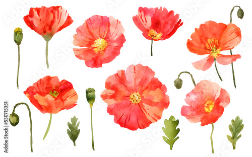 Watercolor poppies. Hand drawn botanical illustration. Isolated on white background