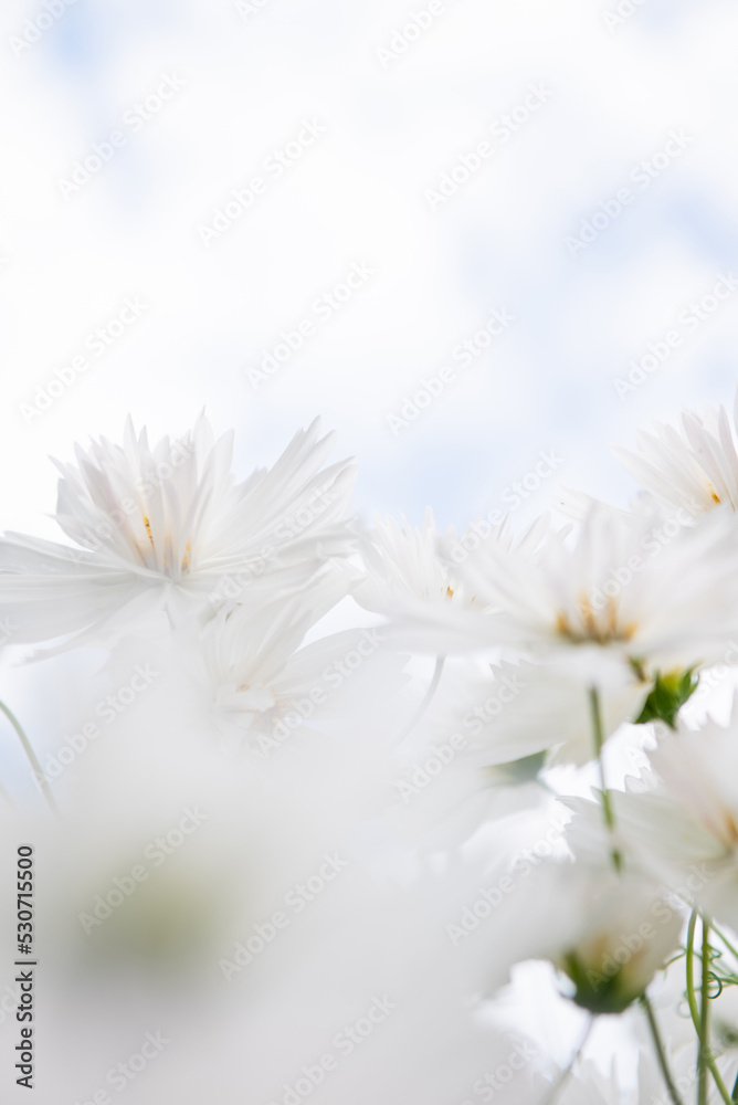 White Cosmos Flowers Growing Outside and Bees Flying Around White Cosmos Flowers Growing Outside and Bees Flying Around