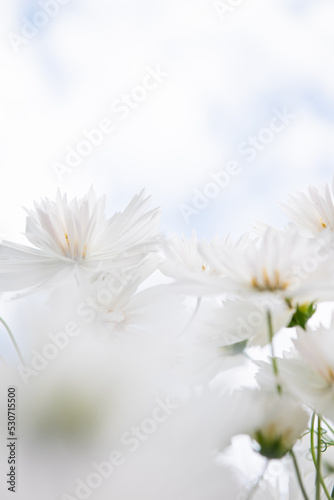 White Cosmos Flowers Growing Outside and Bees Flying Around