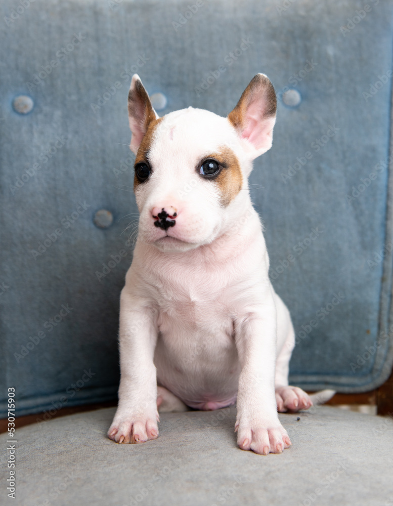 Young Small Mixed Breed Puppy on Blue Chair