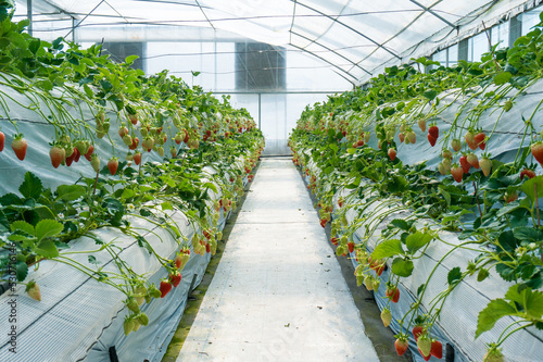 Strawberries hanging in a greenhouse  © JUN LI