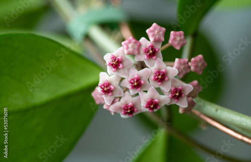 Close up of Hoya Obovata's Pink Flowers photo