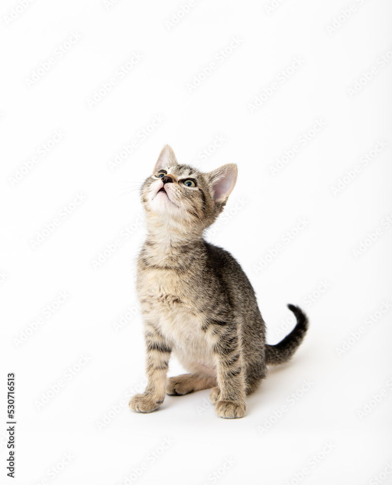 Obraz premium Young Short haired Tabby Kitten on White Background