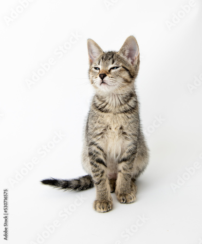 Young Short haired Tabby Kitten on White Background © Anna Hoychuk
