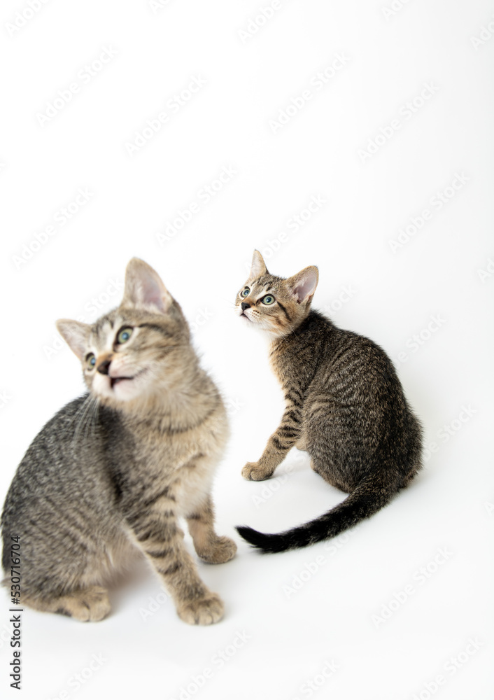Obraz premium Two Young Short haired Tabby Kittens on White Background