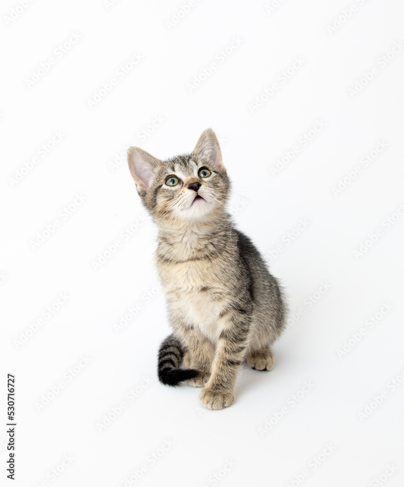 Obraz premium Young Short haired Tabby Kitten on White Background