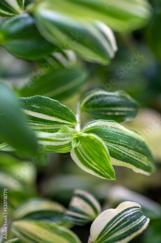 White Stripe Tradescantia Plant on Blue Background 