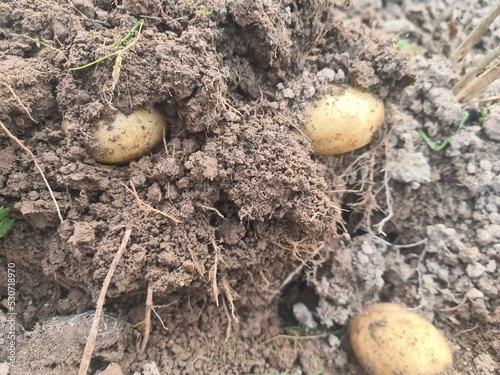 Fresh organic potatoes in field in autumn