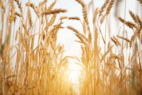 Ripe wheat growing in the field, close-up. Wheat ears on sunny sky background, selective focus. Copy space.