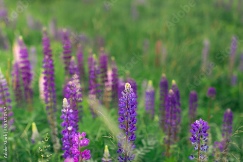 Flowers of wild plants Lupinus in a field among greenery. Front view.