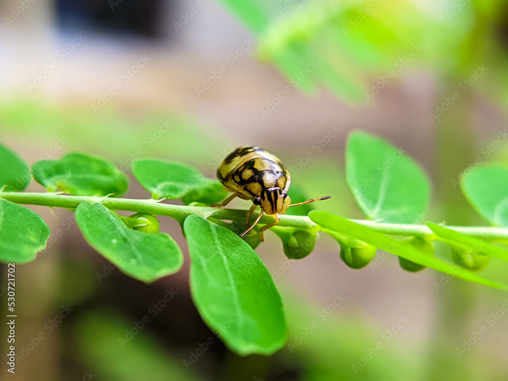 bug on leaf bug on leaf