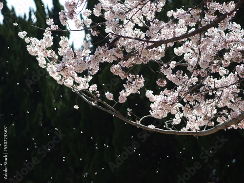 桜吹雪
