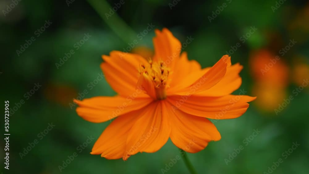 Detail View Of Orange Petals Of Cosmos Sulphureus In The Flower Field. - rack focus Detail View Of Orange Petals Of Cosmos Sulphureus In The Flower Field. - rack focus