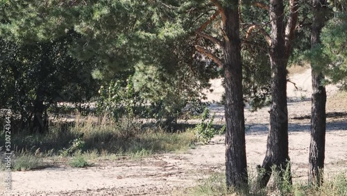 large pine trees on the sand on the coast