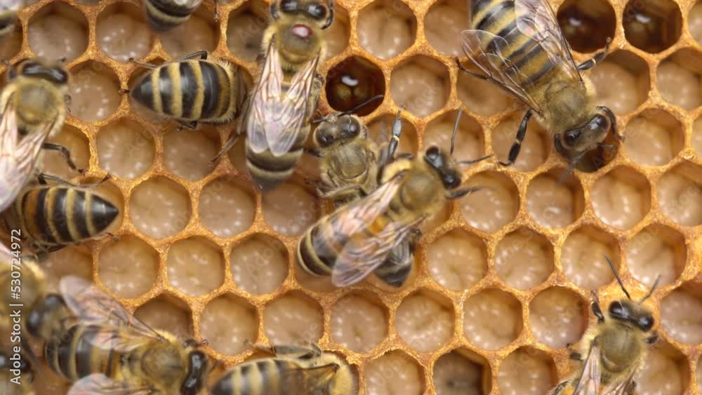 Varroa mites. Varroa destructor on a honey bee host. Honey Comb, Brood Nest Varroa mites. Varroa destructor on a honey bee host. Honey Comb, Brood Nest