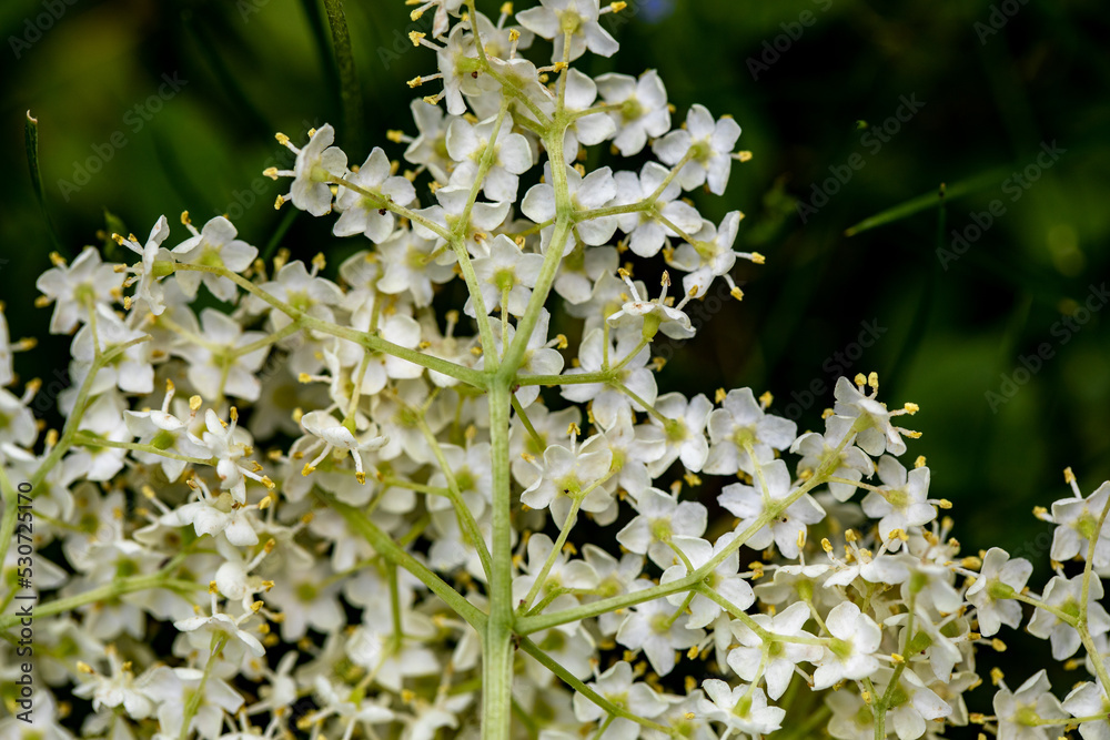 Sambucus nigra growing in meadow, close up Sambucus nigra growing in meadow, close up