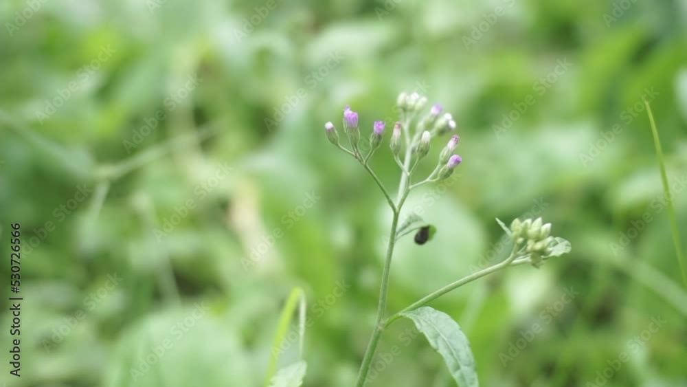 Grass plants shot at close range. Flower grass Grass plants shot at close range. Flower grass
