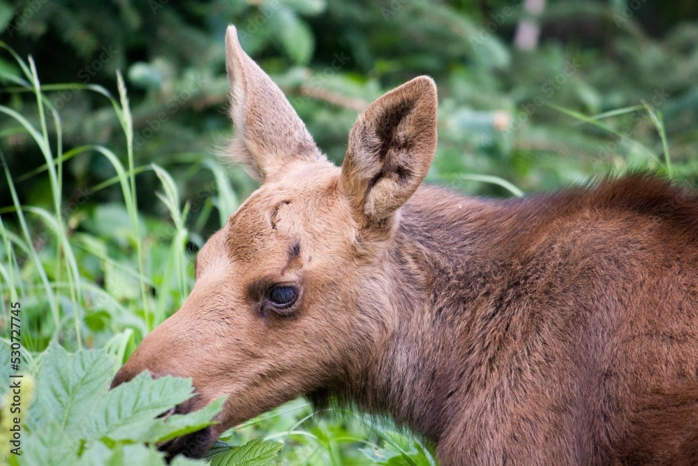 Fototapeta premium Moose Calf