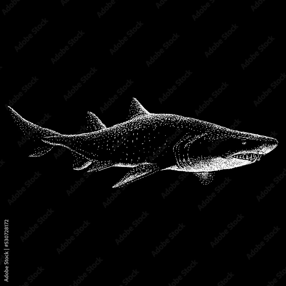 Sand Tiger Shark hand drawing vector illustration isolated on black background