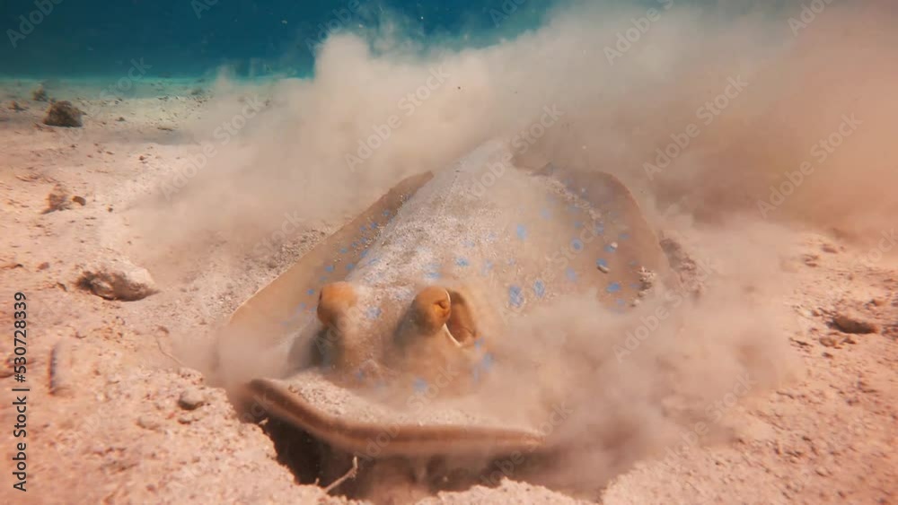 Bluespotted ribbontail ray (Taeniura lymma) species of stingray in the Red Sea, Amazing underwater animal