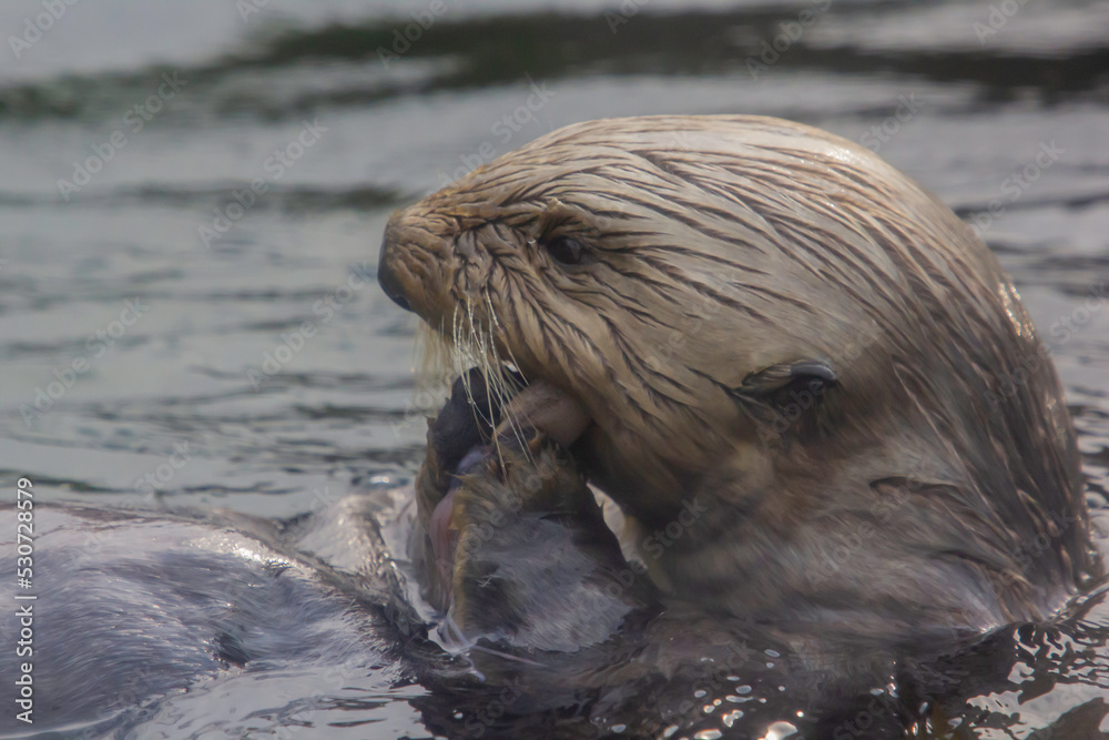 A Sea Otter eating in the bay