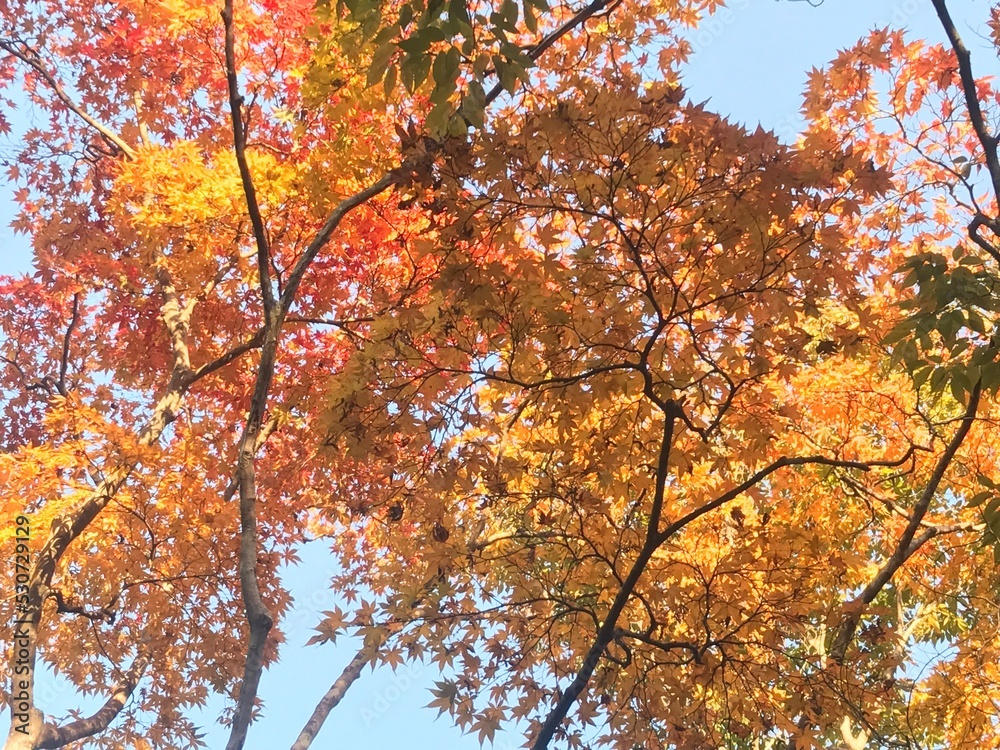 autumn in the park