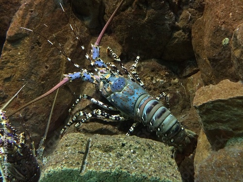 crayfish in the aquarium