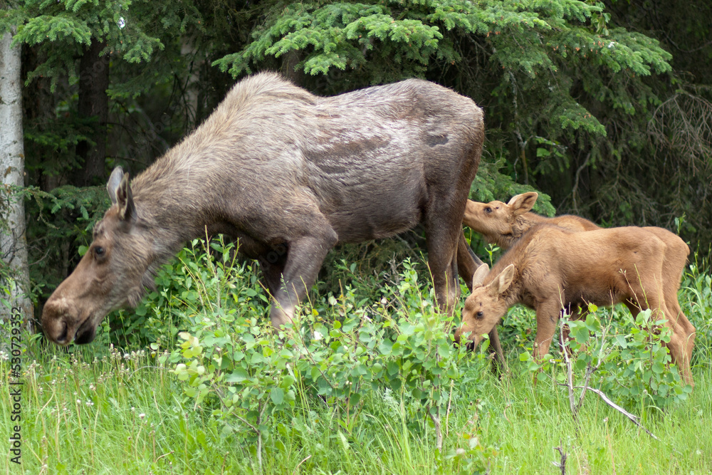 Fototapeta premium Cow Moose and Calves