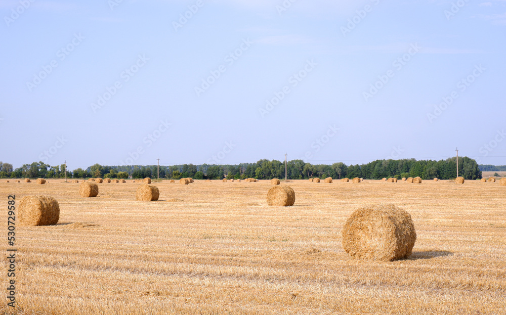 Rolls of straw in the field after harvesting wheat.