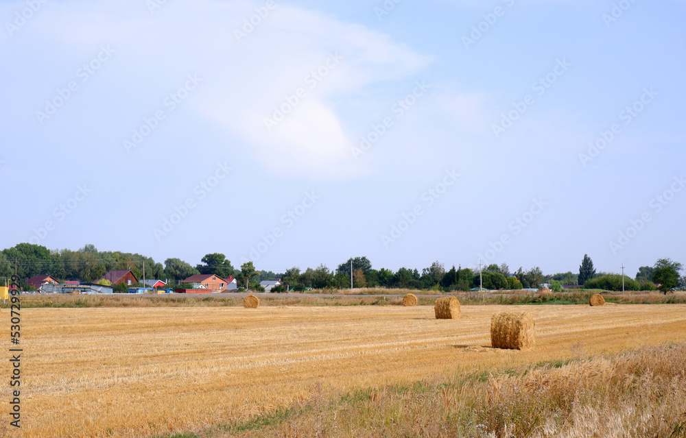 Obraz premium Rolls of straw in the field after harvesting wheat against the backdrop of village houses.
