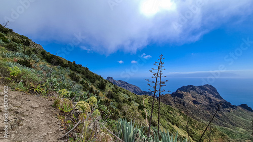 Blooming agave cactus plant with scenic view of Atlantic Ocean coastline and Teno mountain range, Tenerife, Canary Islands, Spain, Europe. Looking at the calm sea. Hiking trail from Masca to Santiago
