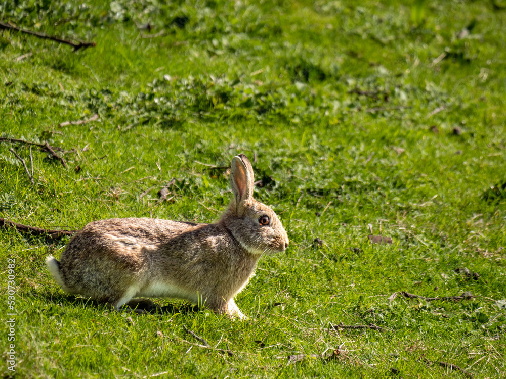 Obraz premium Wild Rabbit Alert