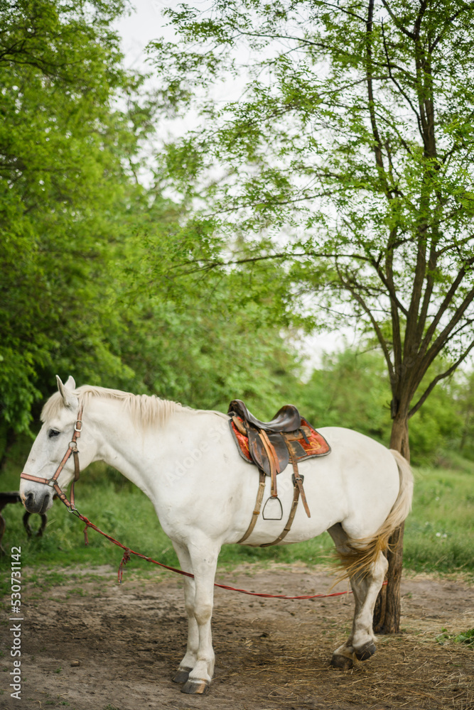 Portrait of a white horse. A cute white horse swarming near a tree. A racehorse on a farm. A horse with a saddle. A mare at a pasture. 