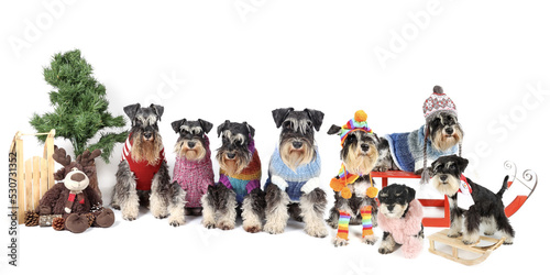 large group of dog with jumpers and woolen cap isolated on white background  © eds30129