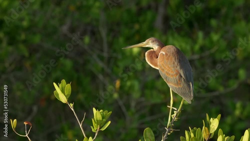 a sunrise shot of a tricolored heron perching on a tree in the wetlands at merritt island national wildlife refuge of florida, usa photo