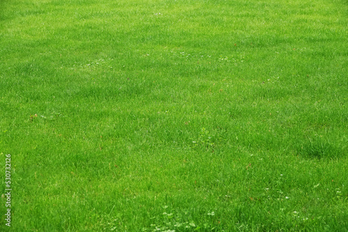 Lawn with green grass