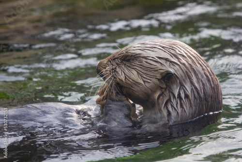 A California Sea otter having a snack