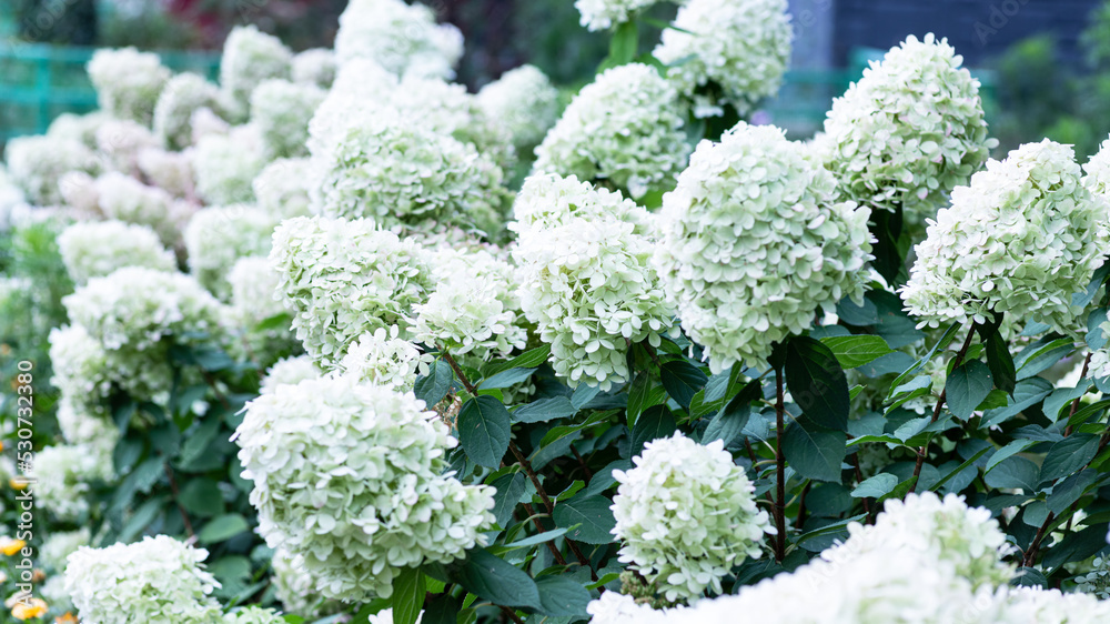 White caps of hydrangea flowers in the garden White caps of hydrangea flowers in the garden
