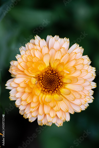 Calendula flower macro. Orange calendula flower on a green background large.