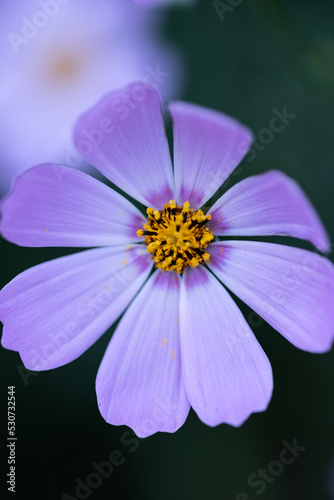 Flowers of cosmea macro. Purple flowers with a yellow center are close