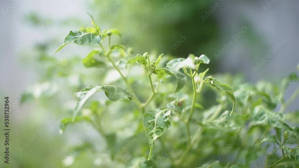 Green chili flowers on a tree in a rural home organic garden in Indonesia Green chili flowers on a tree in a rural home organic garden in Indonesia