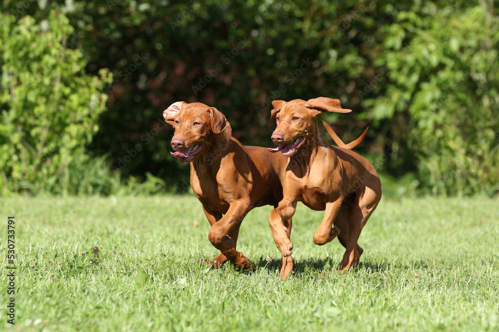 Two cheerful Hungarian Vizsla puppies play outdoors Two cheerful Hungarian Vizsla puppies play outdoors