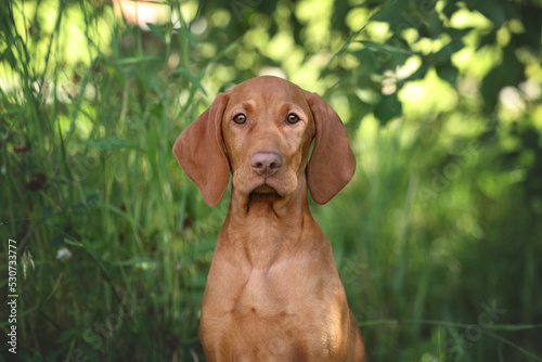 Cute Hungarian Vizsla puppy in nature. Portrait of a Hungarian Vizsla