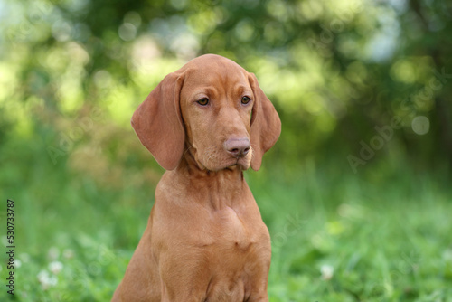 Cute Hungarian Vizsla puppy in nature. Portrait of a Hungarian Vizsla